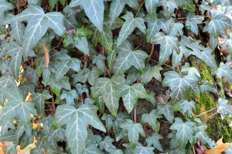 &Eacute;lagage des arbres &agrave; Sainte-Marie, conseils et bonnes pratiques