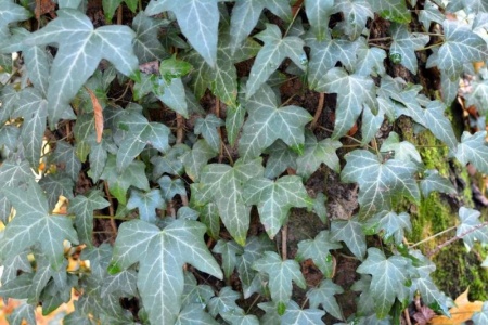 &Eacute;lagage des arbres &agrave; Sainte-Marie, conseils et bonnes pratiques