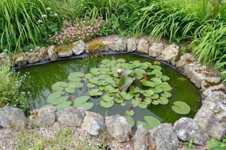 Cr&eacute;er un bassin dans son jardin, guide pratique et conseils