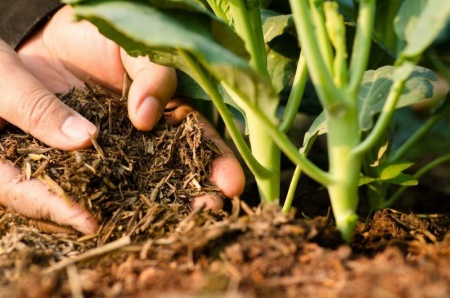 Quel paillage choisir pour prot&eacute;ger et nourrir votre sol ?